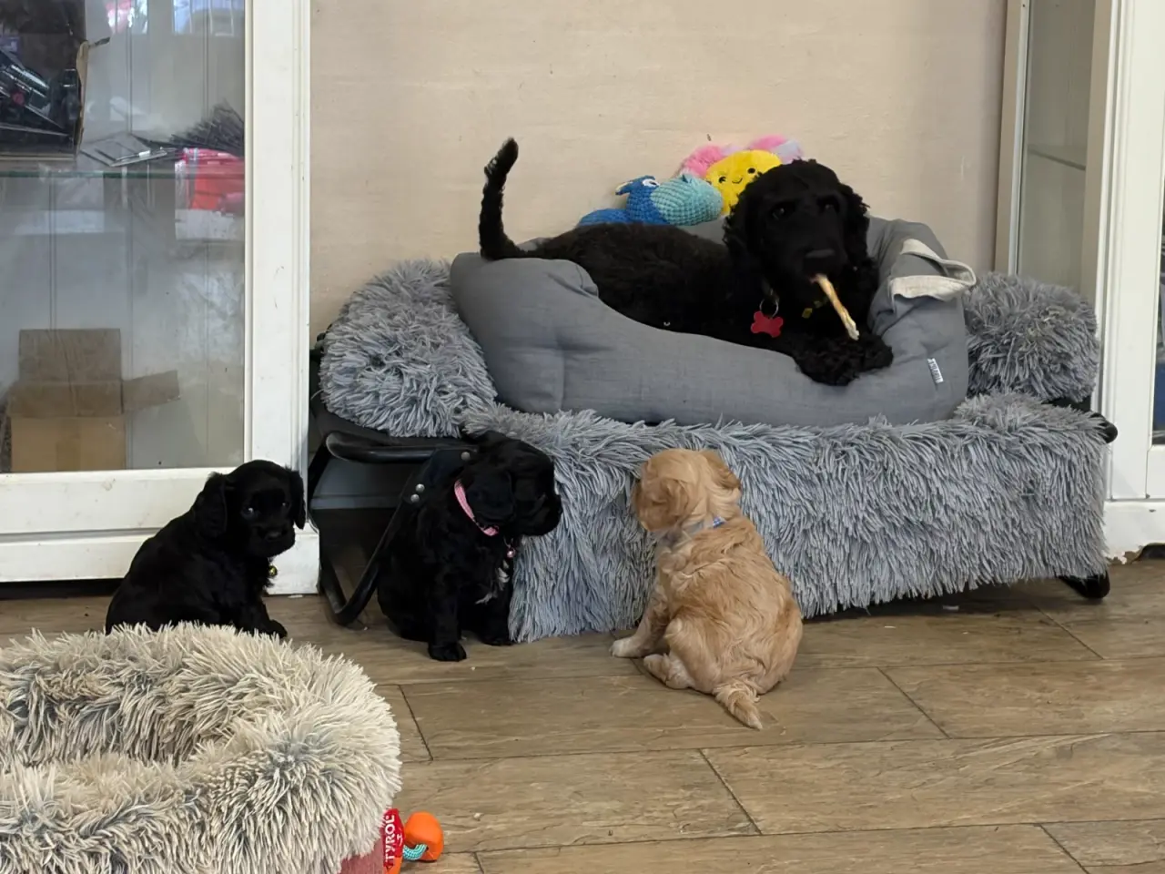 Billede 13 - De smukkeste F1 Cavapoo babyer