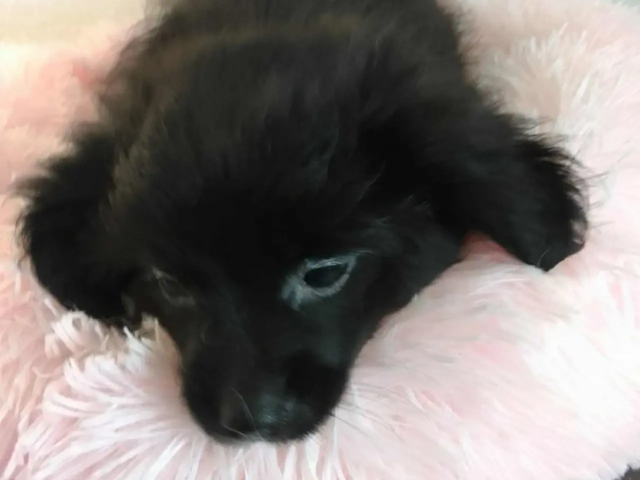 Billede 10 - Den skønneste Pomeranian-blandingshvalp