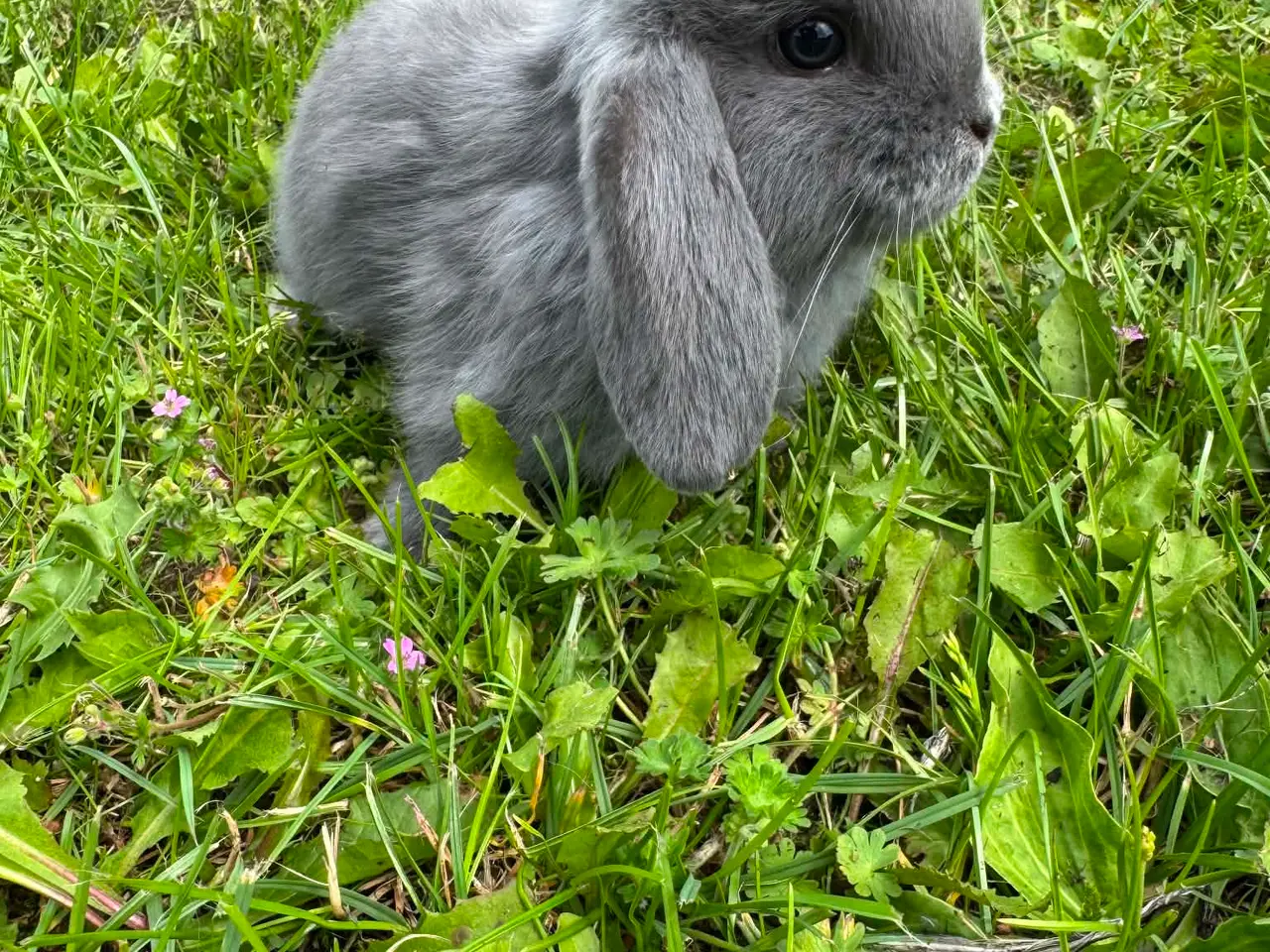 Billede 6 - Dværg vædder kaninunger 🐰