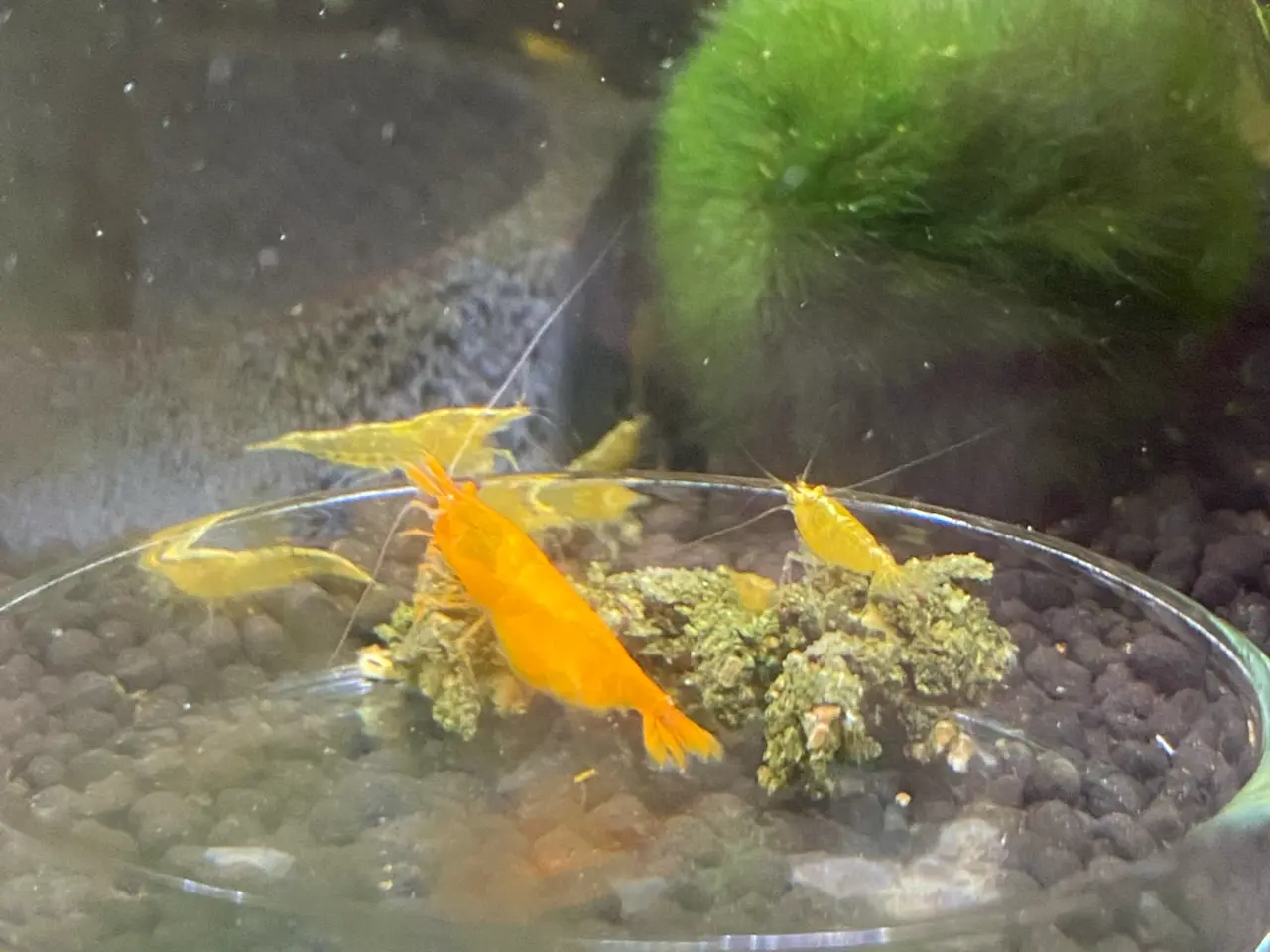 Billede 2 - Neocaridina rejer 