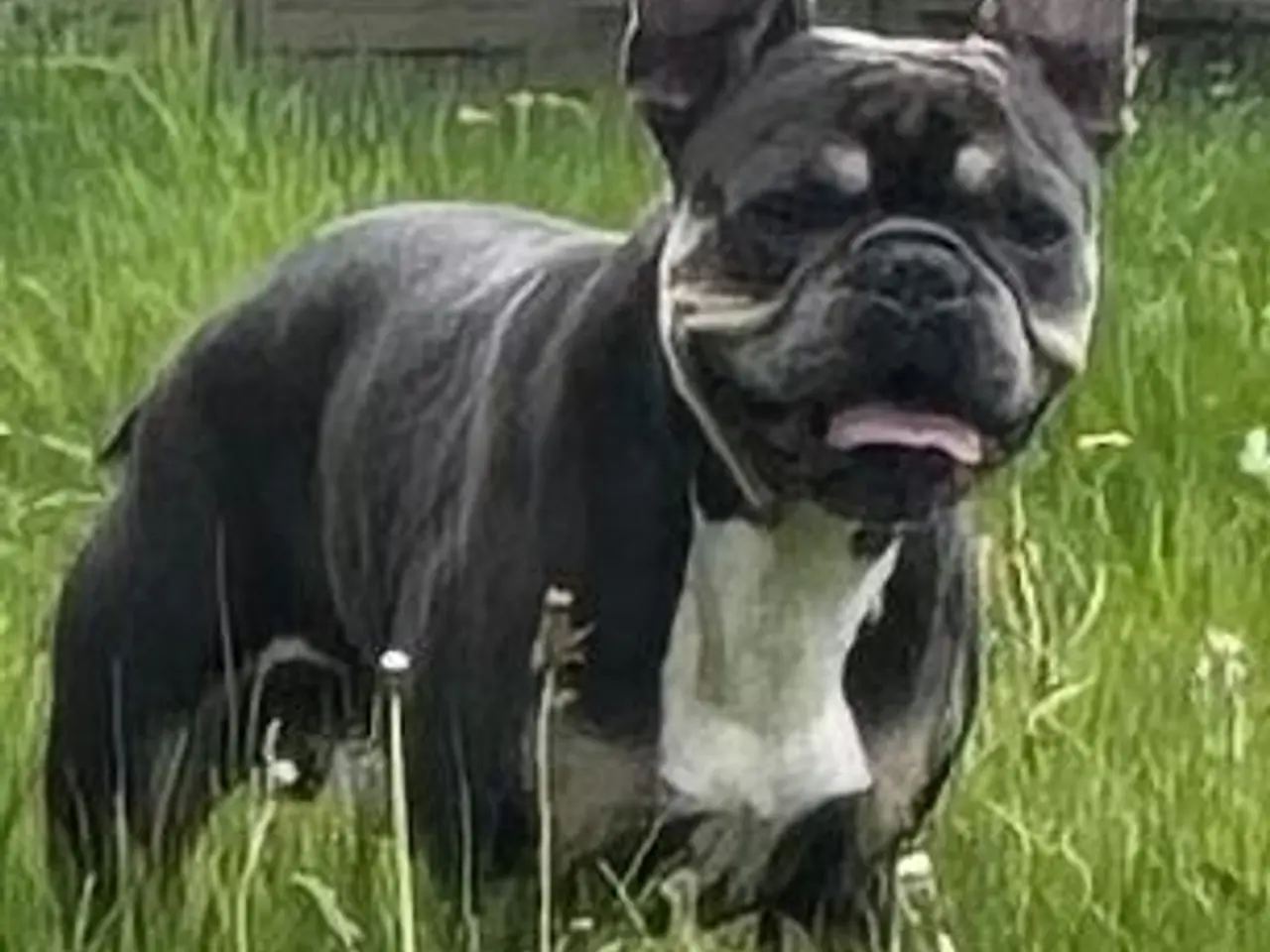 Billede 6 - Franske bulldog hvalpe kun 2 tilbage