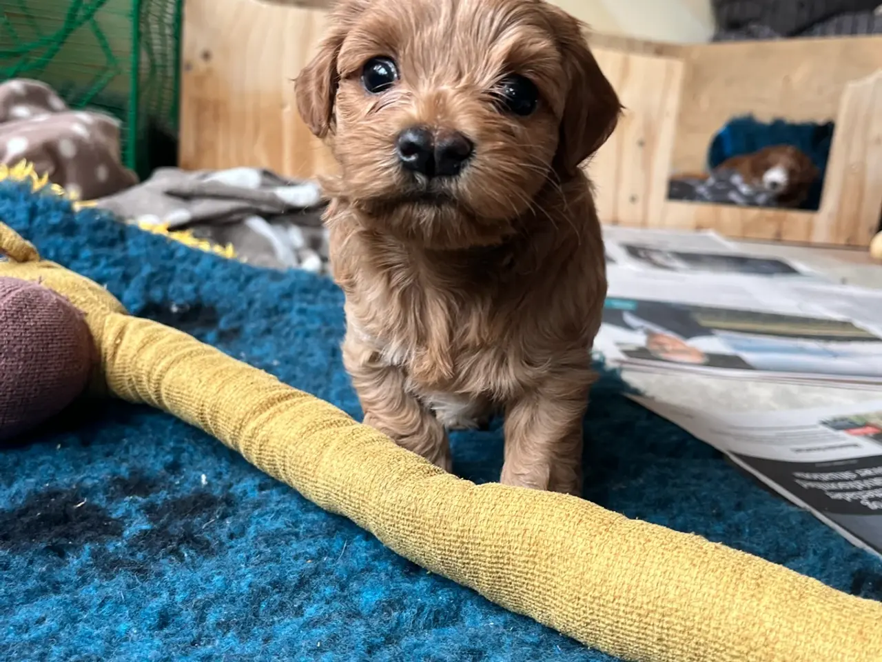Billede 1 - havapoo / cavapoo