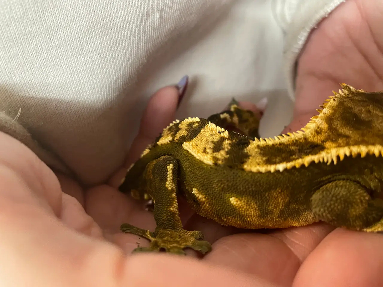 Billede 1 - Kronegekko han sælges 