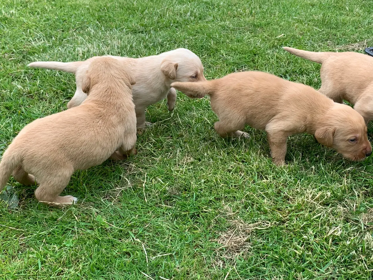 Billede 7 - Labrador hvalpe 