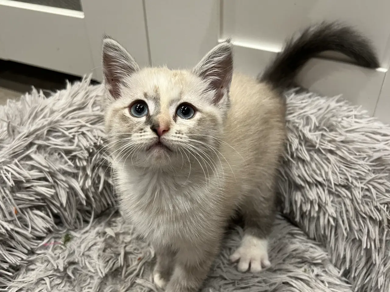 Billede 2 - Ragdoll blanding