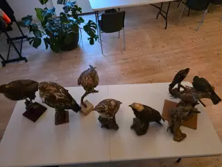 Rovfugle, sælges samlet eller hver for sig