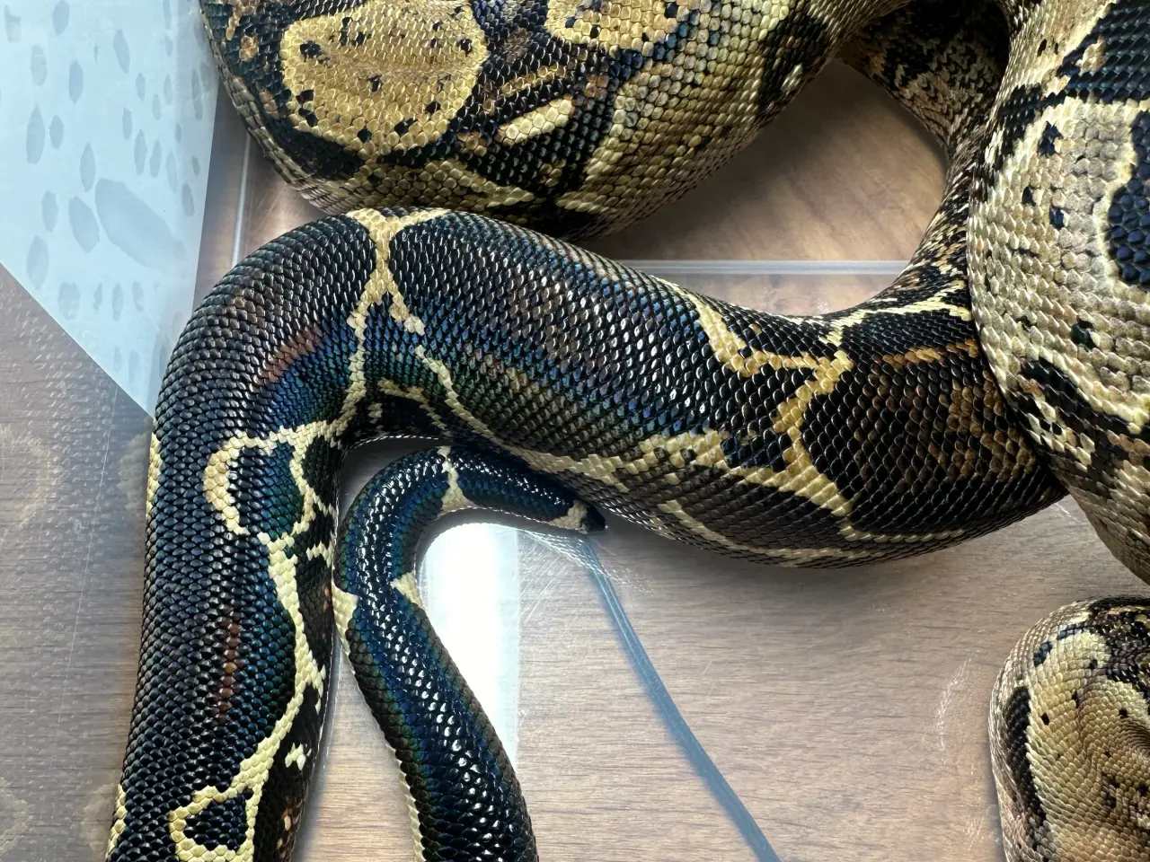 Billede 6 - Boa1.0wildtype100%het leopard100%het Albino kahl