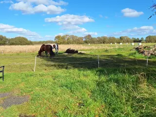 Opstaldning i løsdrift tilbydes