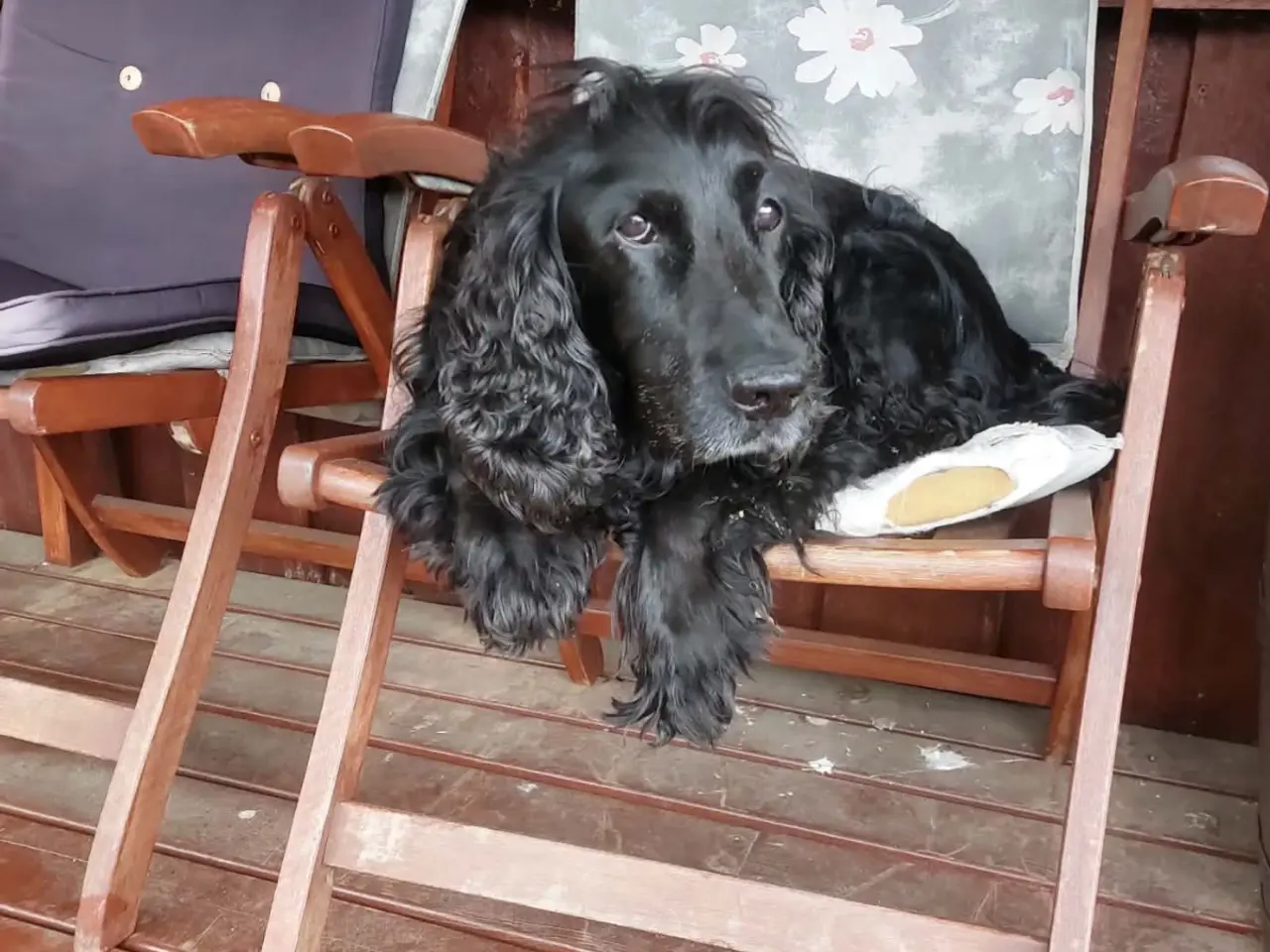 Billede 6 - Verdens lækreste engelske Cocker Spaniel-hvalpe.