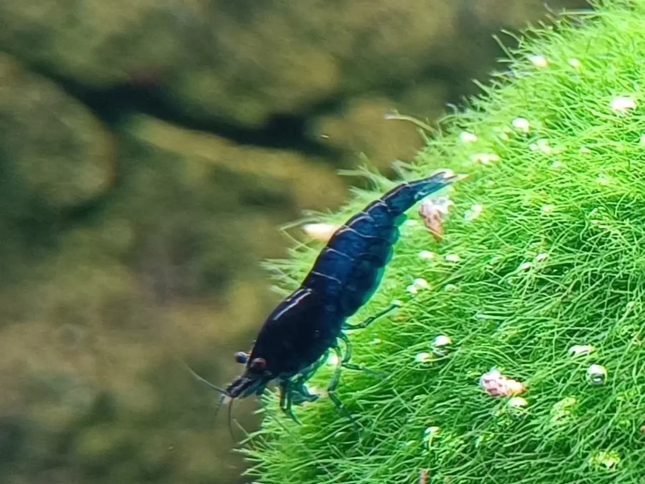 Billede 3 - High Grade Blue Dream Neocaridina 💙🦐