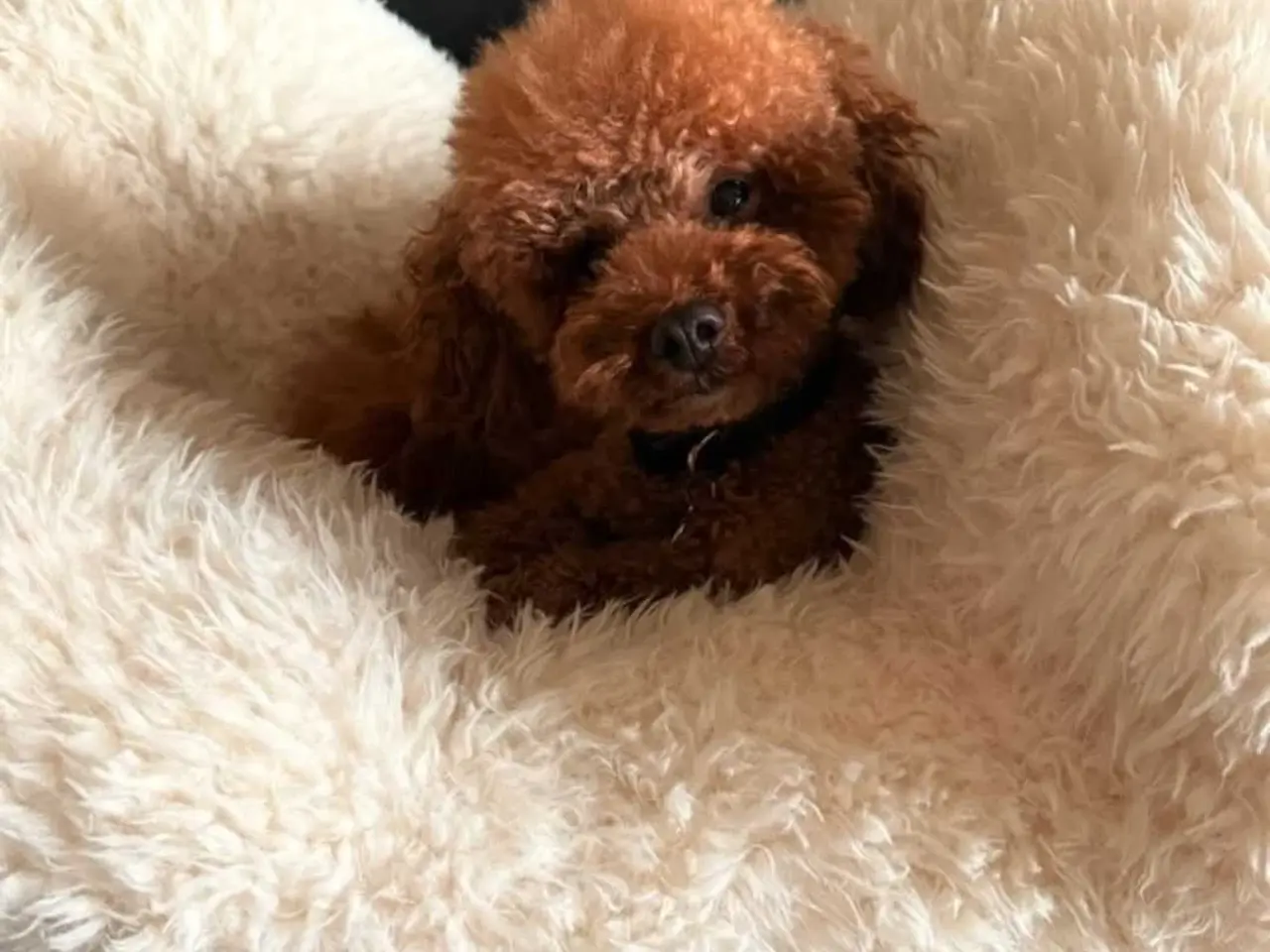 Billede 9 - Cockapoo F1B 
