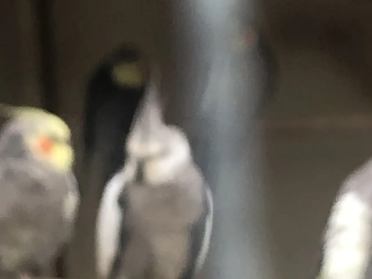 Billede 5 - 10 nymfer sælges samlet 800 kr