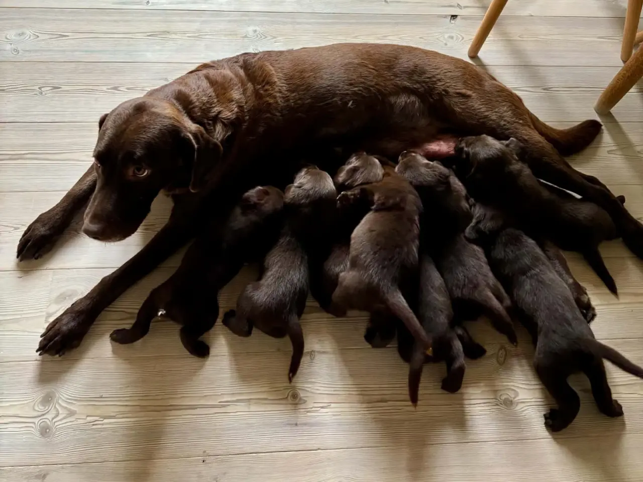 Billede 8 - Brune han labrador hvalpe