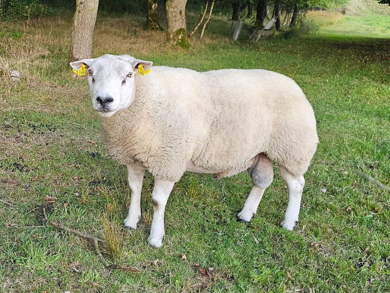 Billede 1 - Texel vædder