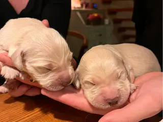Golden Retriever-hvalpe søger deres nye familier - 3