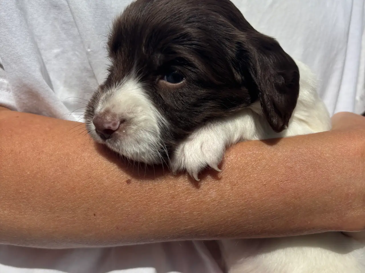 Billede 9 - FT english springer spaniel hvalpe sælges