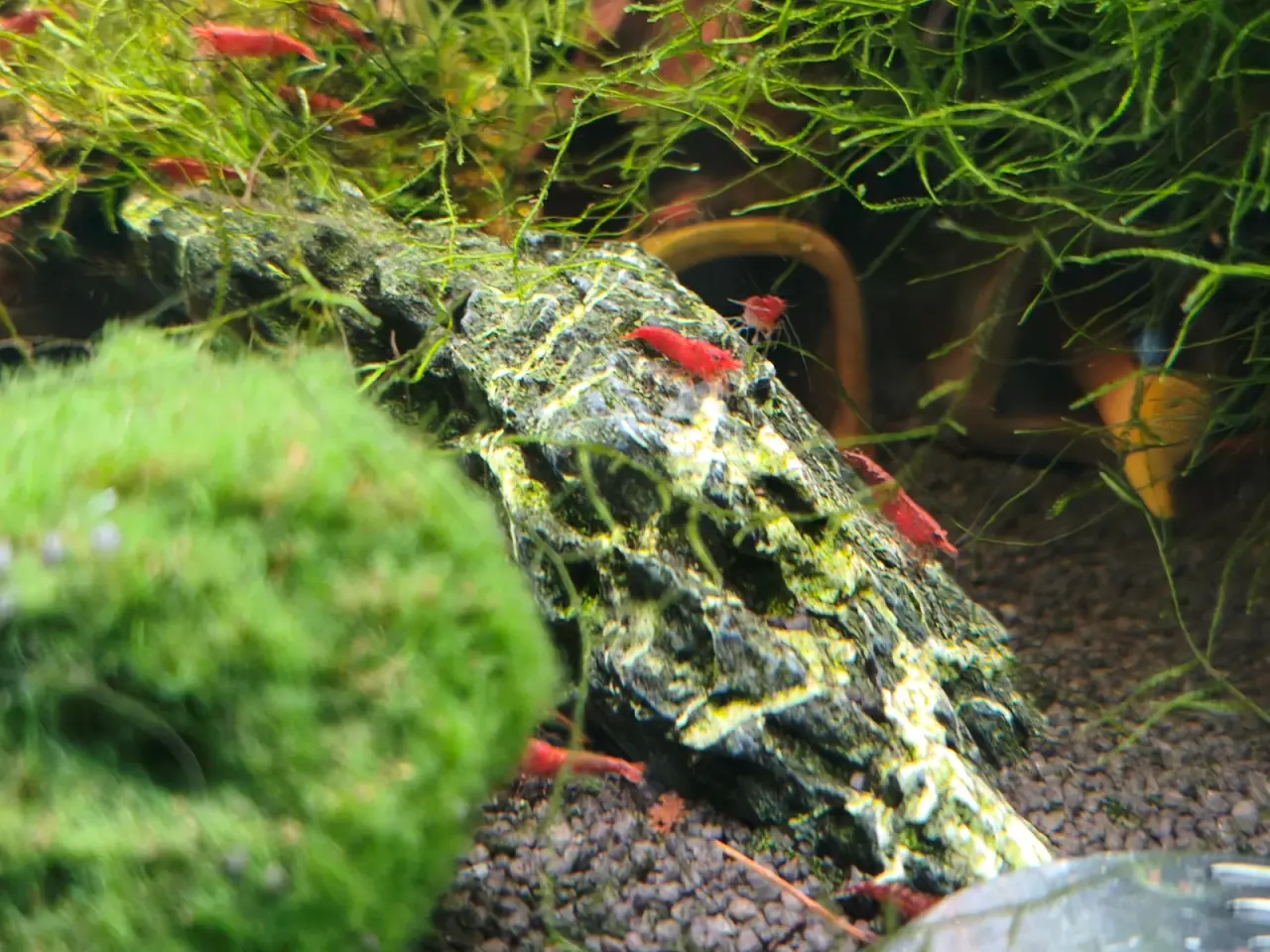 Billede 3 - Røde Neocaridina kirsebærrejer 🦐 - 20 stk | 125,-