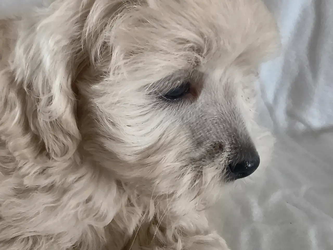Billede 7 - Maltipoo hvalpe