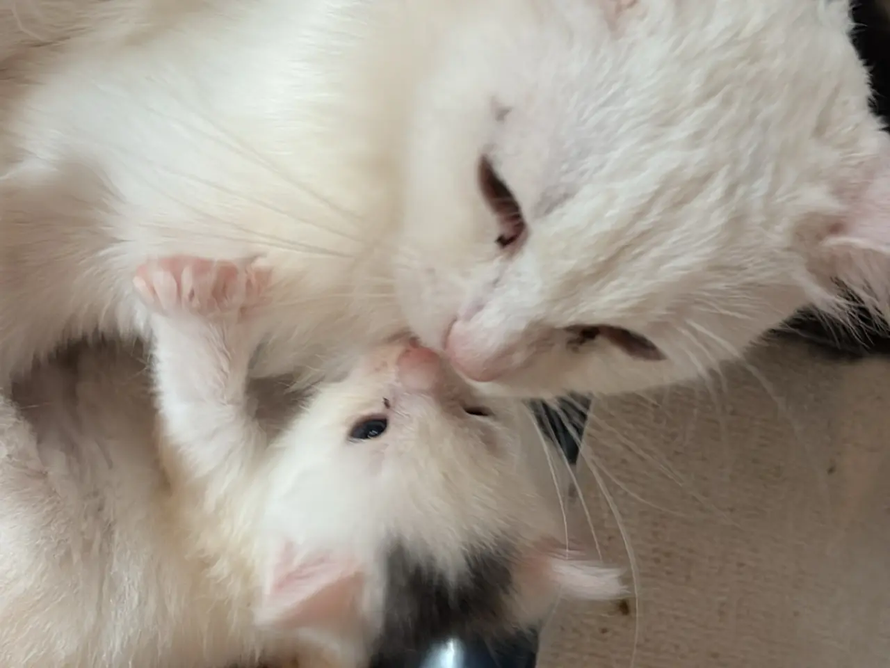 Billede 4 - Meget unikke main coon sælges