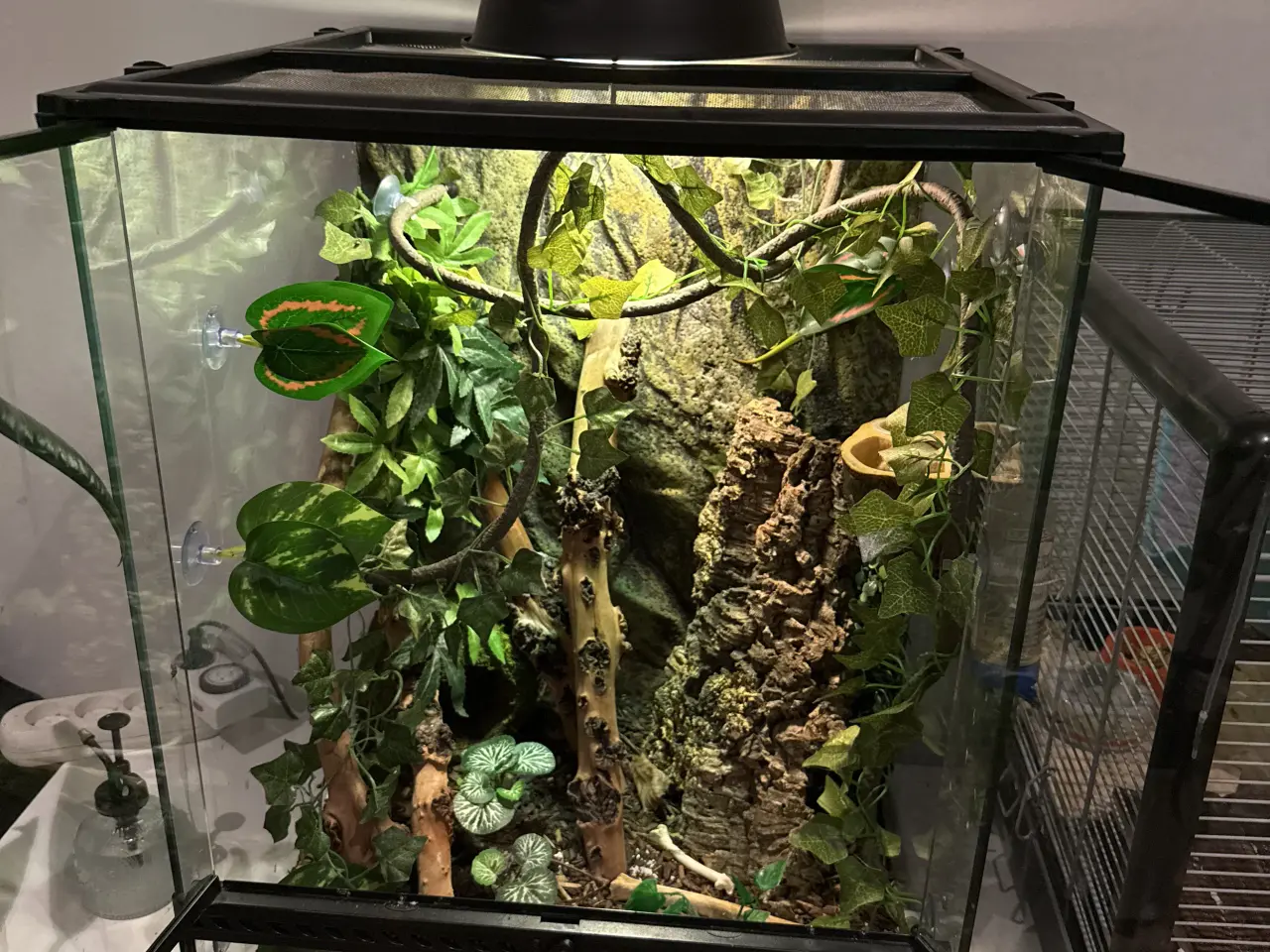 Billede 8 - daggekko