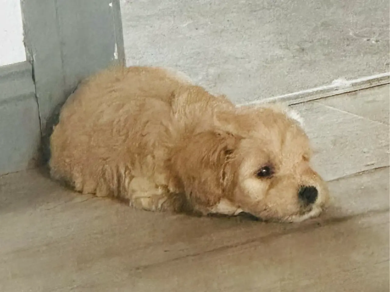 Billede 6 - Shapendoodle F1b