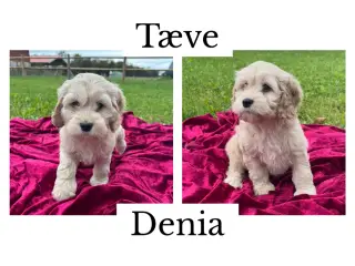 Skønne cockapoo hvalpe