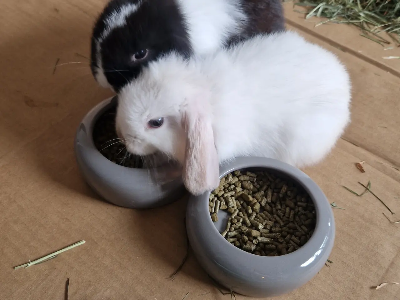 Billede 3 - Minilop kaniner