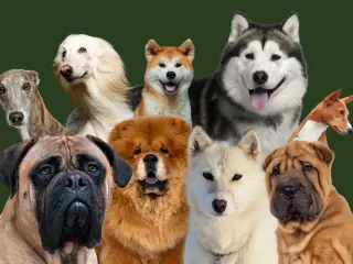 SØGER hund