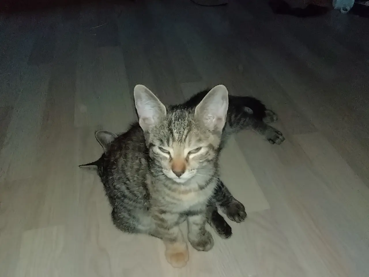 Billede 4 - Gratis kattekillinger