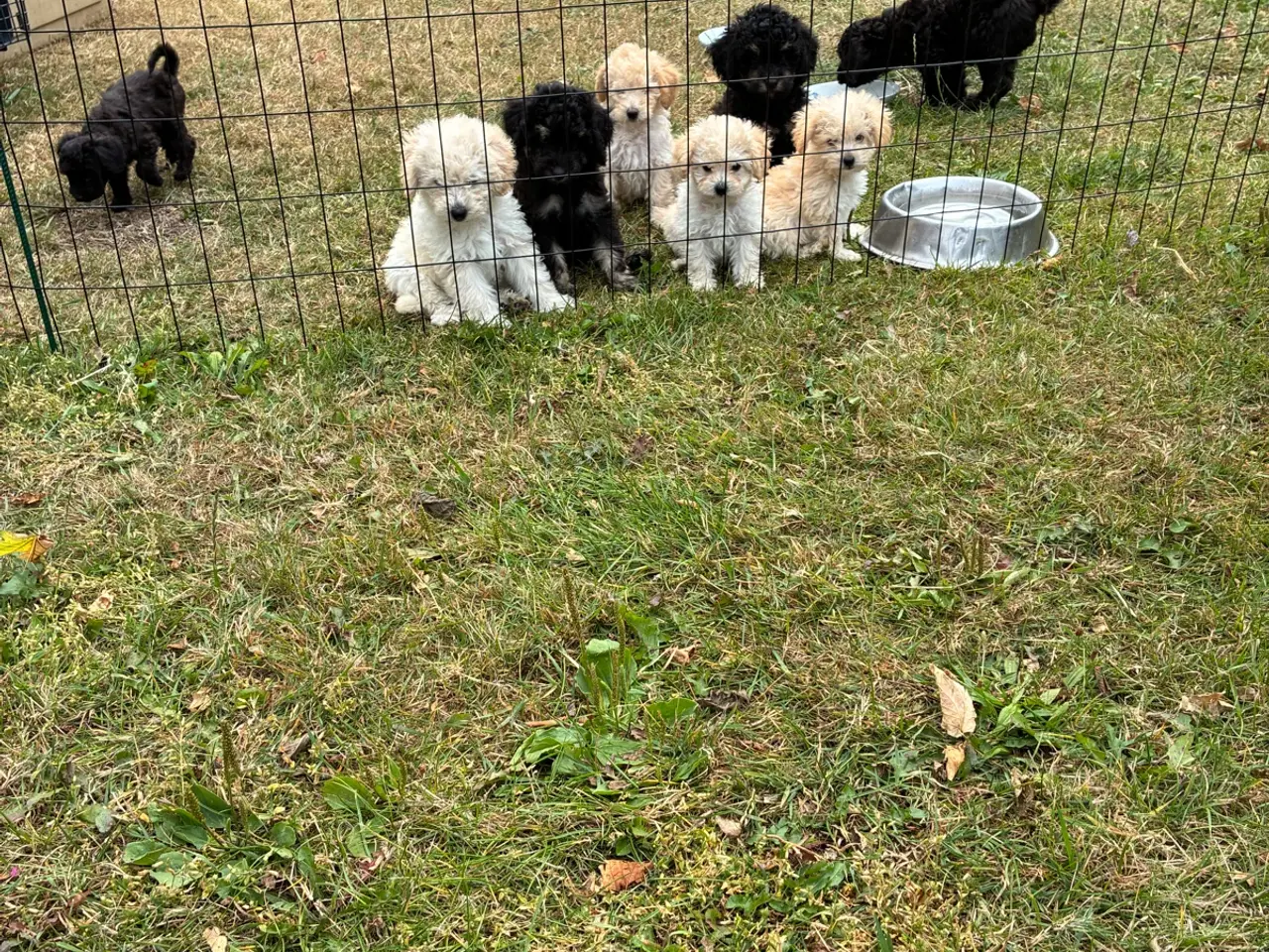 Billede 1 - Labradoodle hvalpe