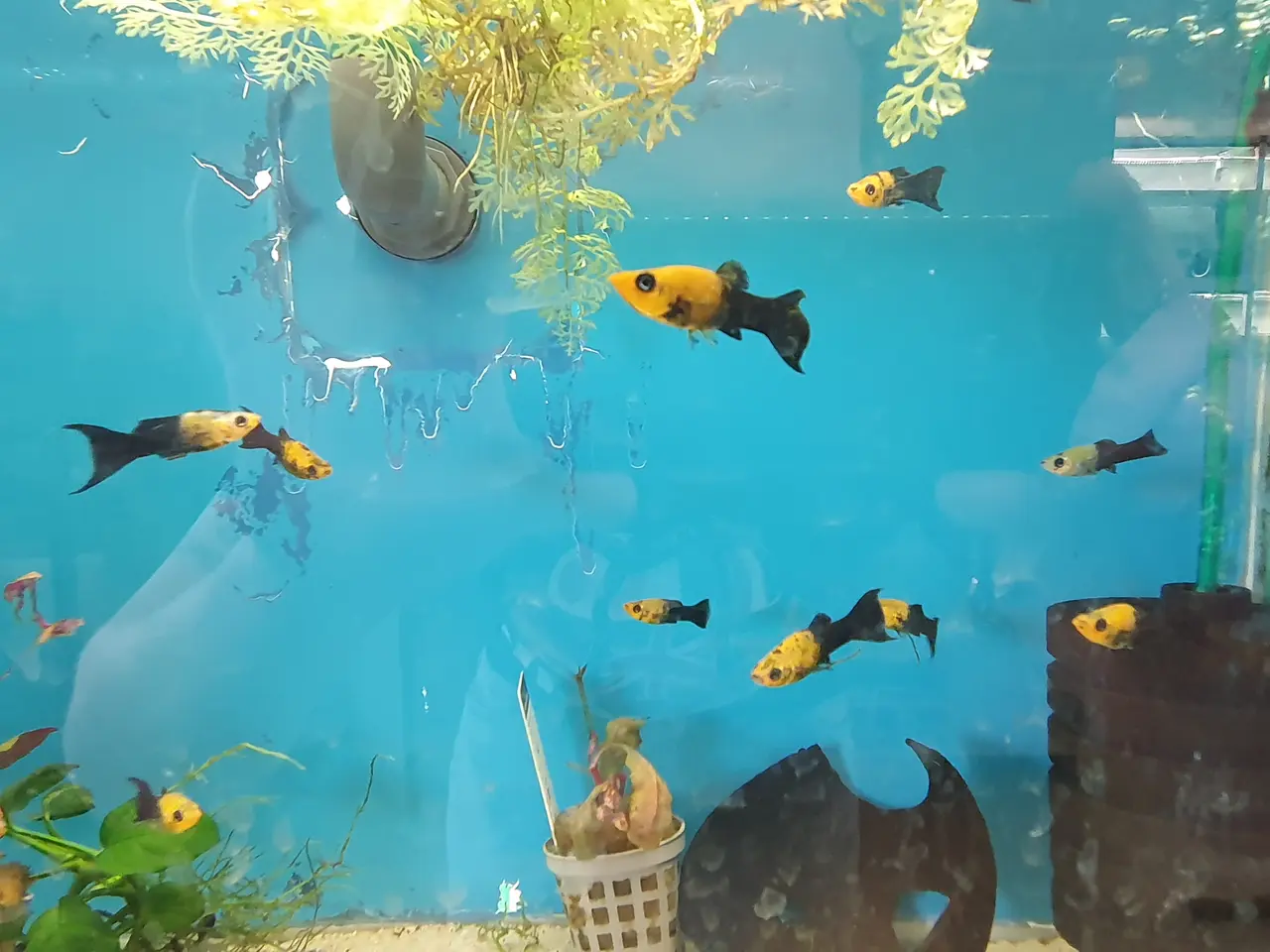 Billede 2 - 🖤💛🐟 BLACK GOLD MOLLY LYRA TIL SALG 🐟💛🖤