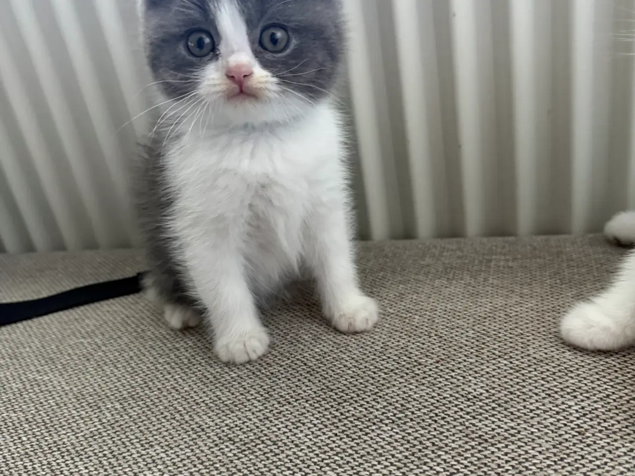Billede 3 - British shorthair x ragdoll sælges