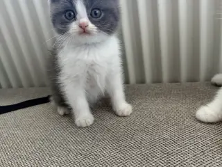 British shorthairx ragdoll killinger sælges