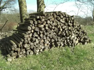 Piletræ ca 4 rm