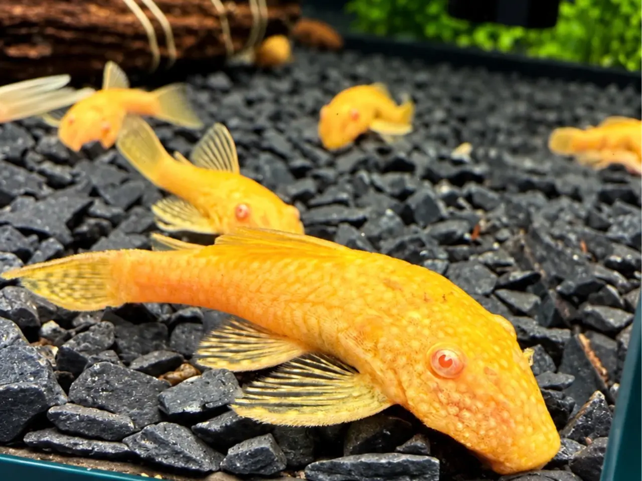 Billede 8 - Albino sugemaller kortfin