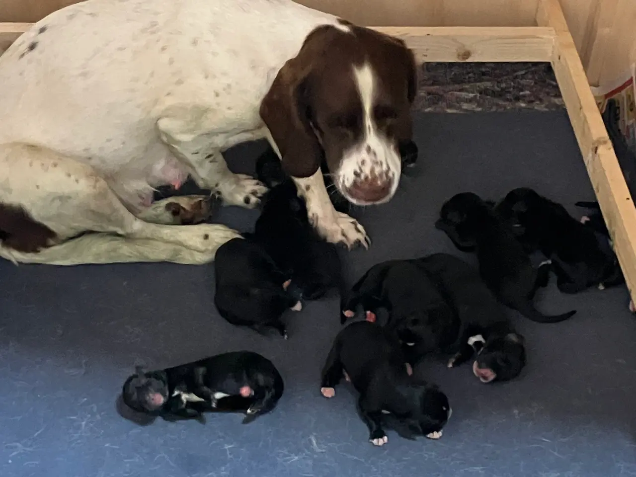 Billede 2 - Springer spaniel / schæfer blanding