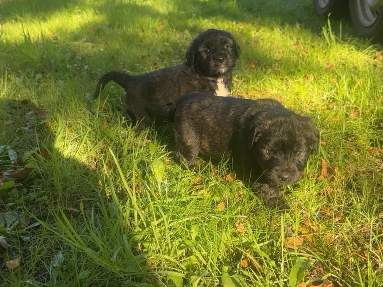 Billede 6 - Golden Doodle