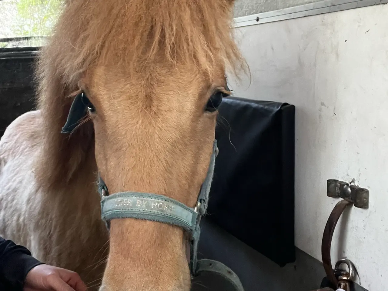 Billede 4 - Stor rødblak charmebøf - Stáli og Ísar i tavlen