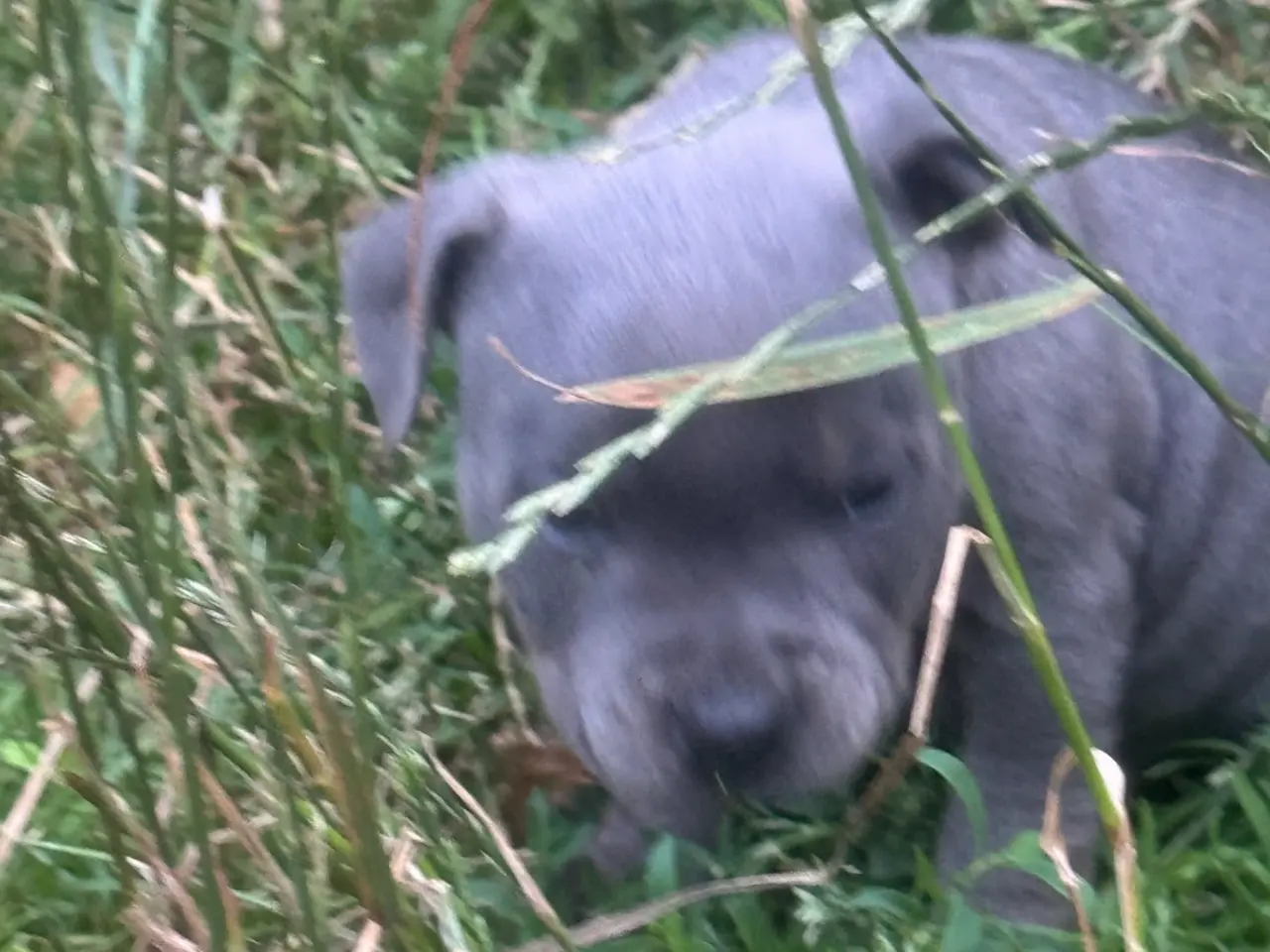 Billede 10 - Staffordshire Bull Terrier