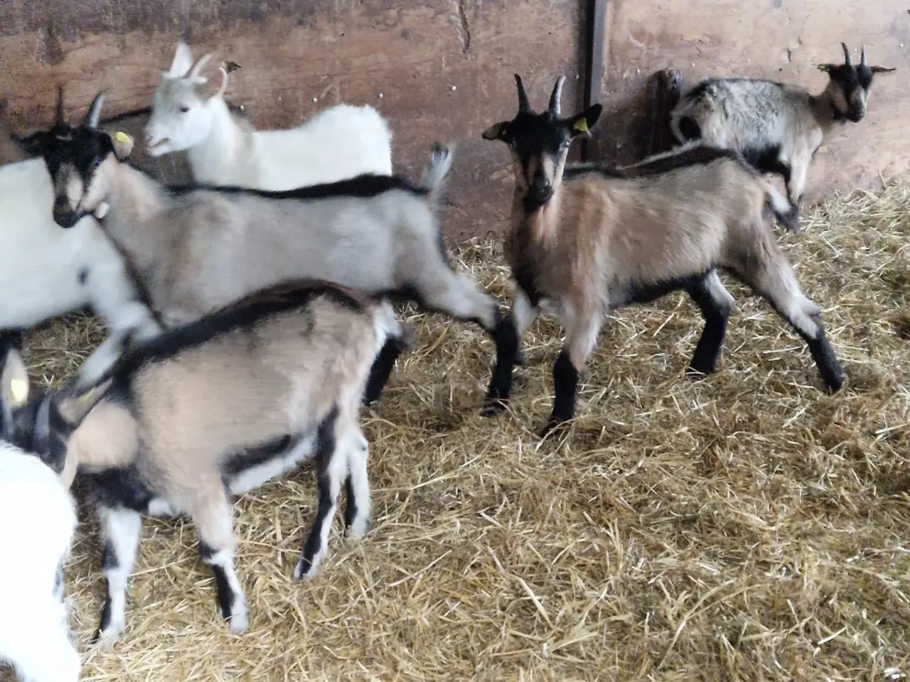 Billede 3 - Landrace geder