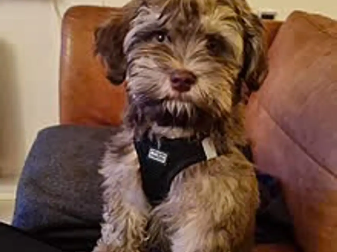 Billede 1 - Parring tilbydes med en Bichon Havaise