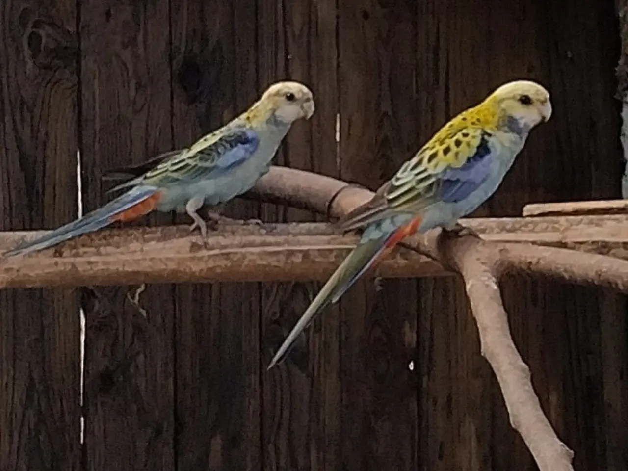 Billede 3 - Blå Rosella Parakitter