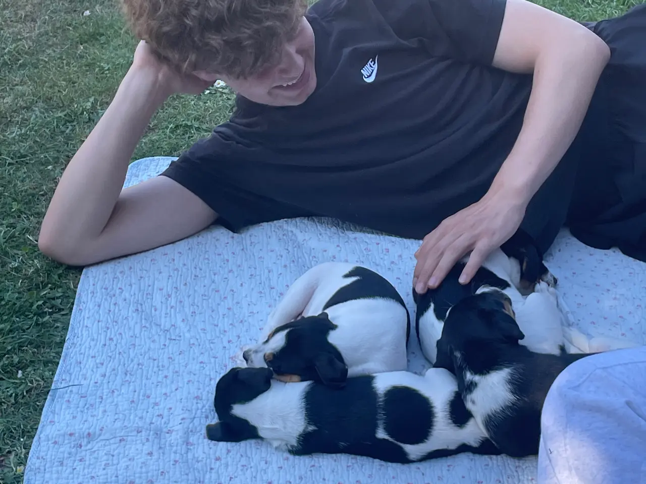 Billede 9 - Dansk svensk gårdhund hvalpe