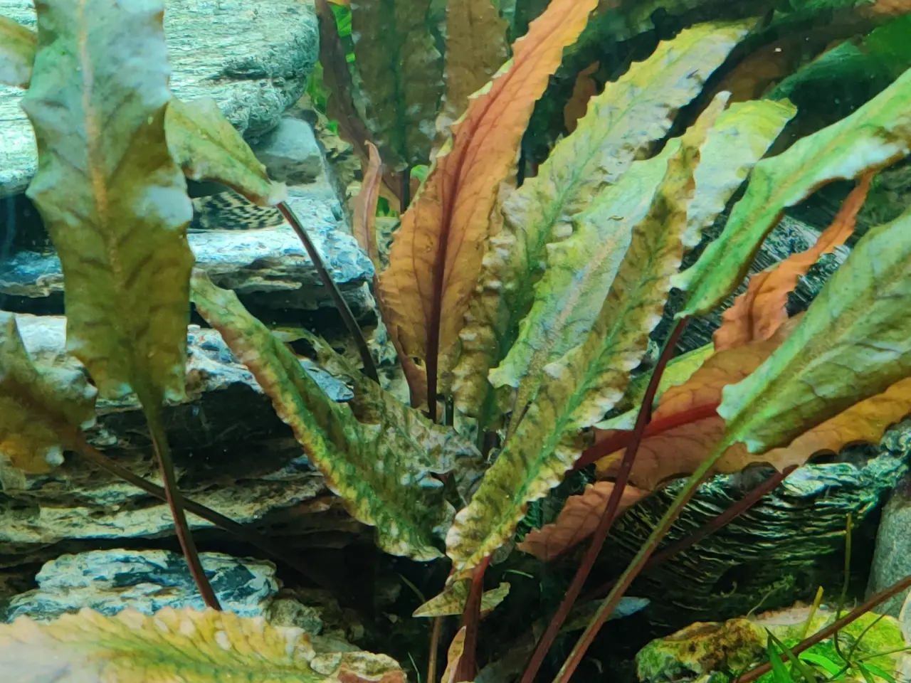 Billede 6 - Akvarie Planter mange slags