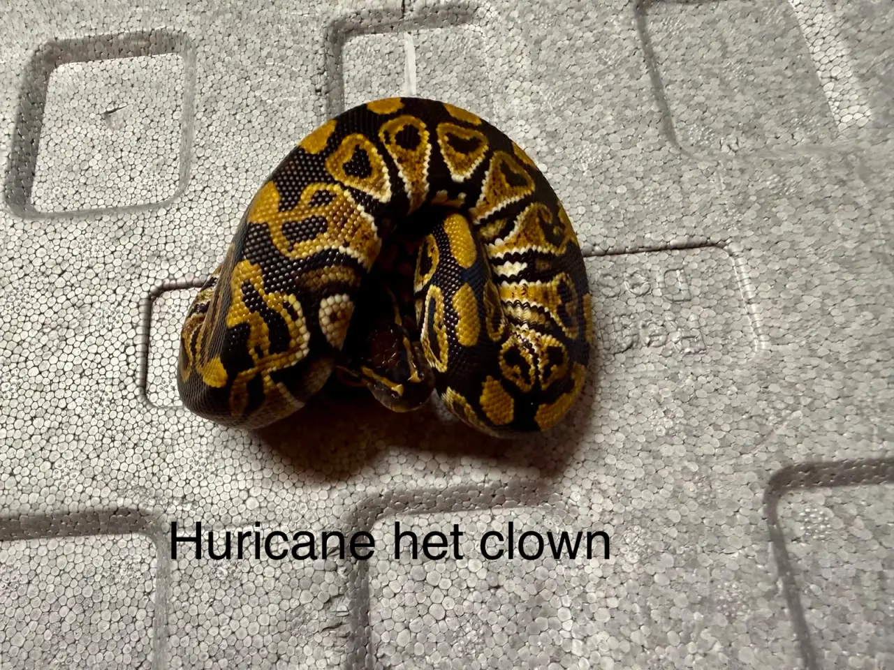 Billede 6 - Konge python
