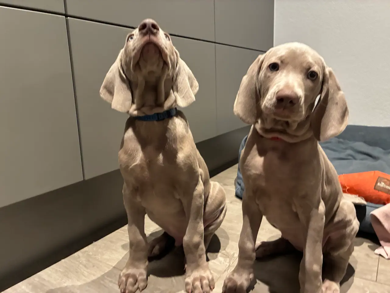 Billede 6 - Weimaraner hvalp søger nyt hjem.