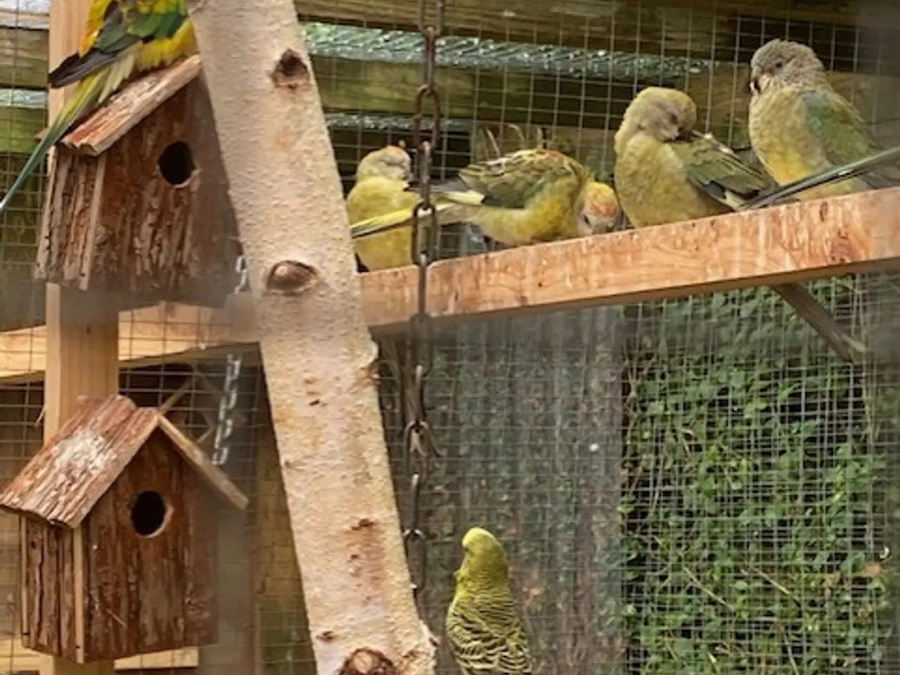 Billede 2 - 1 par med 5 unger