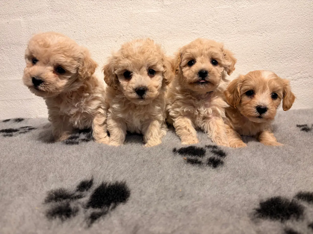 Billede 1 - Se smukkeste små mini Maltipoo babyer 