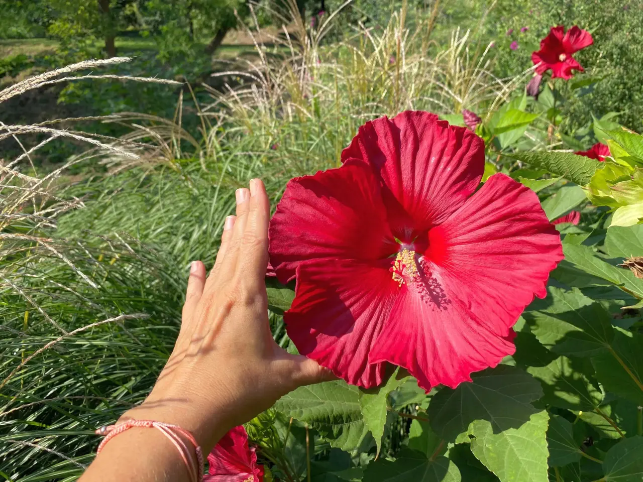Billede 1 - Kæmpe Hibiscus Moschetus