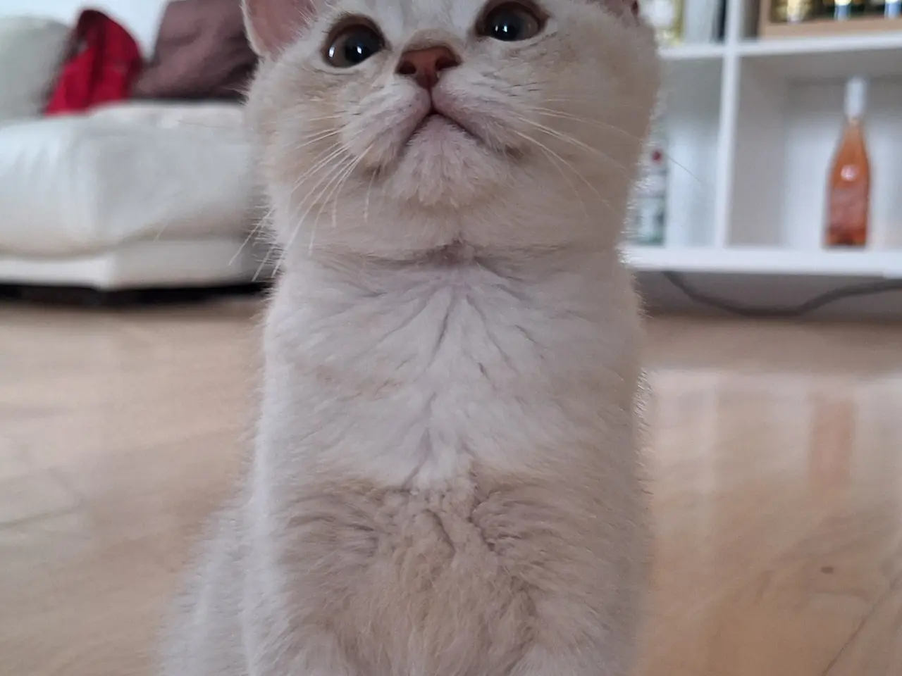 Billede 9 - British shorthair